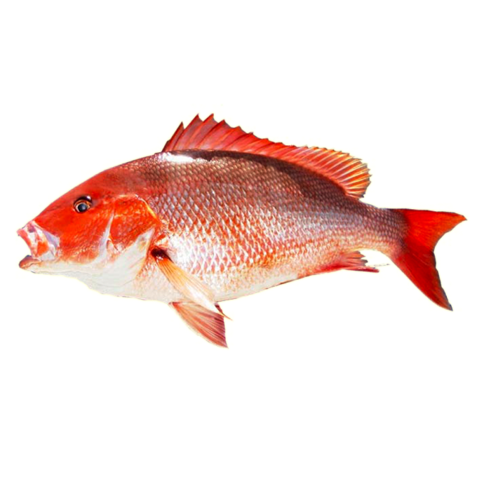 Red Snapper